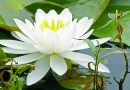 ইসির নীতিগত সিদ্ধান্ত নির্বাচনে শাপলা প্রতীক নয়