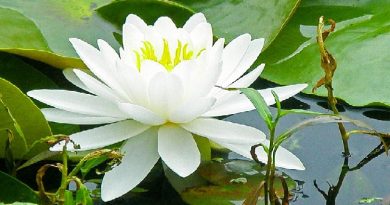 ইসির নীতিগত সিদ্ধান্ত নির্বাচনে শাপলা প্রতীক নয়