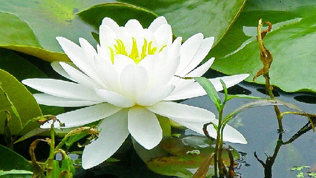 ইসির নীতিগত সিদ্ধান্ত নির্বাচনে শাপলা প্রতীক নয়