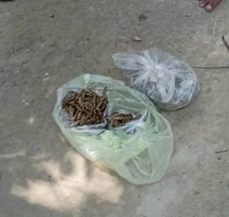 কুষ্টিয়ায় ৩০০ গ্রাম গাজা উদ্ধার, মাদক সম্রাট ধরাছোয়ার বাহিরে